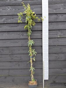 Passiflora caerulea 150-175 cm cont. 5,0L - afbeelding 2