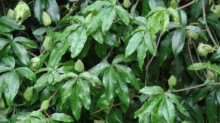 Passiflora caerulea 60-80 cm cont. 2,0L - afbeelding 1