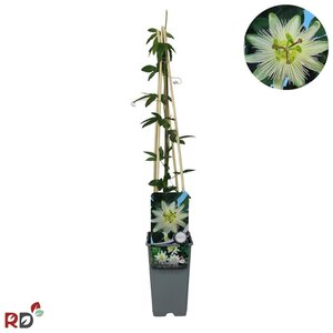 Passiflora caerulea 'Const.Elliott' 70 cm vierkant 2L - afbeelding 4