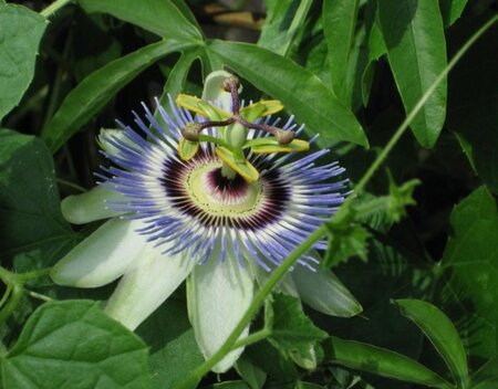 Passiflora caerulea 'Const.Elliott' 70 cm vierkant 2L - afbeelding 2