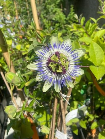 Passiflora caerulea 'Const.Elliott' 70 cm vierkant 2L - afbeelding 3