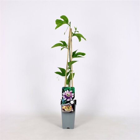 Passiflora edulis 70 cm vierkant 2L - afbeelding 2