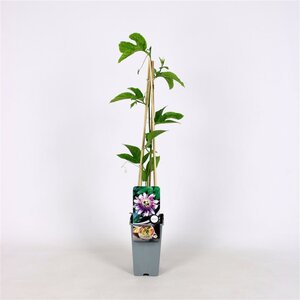 Passiflora edulis 70 cm vierkant 2L - afbeelding 2