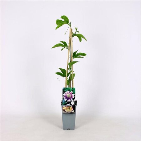 Passiflora edulis 70 cm vierkant 2L - afbeelding 1