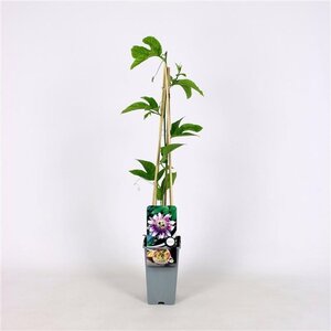 Passiflora edulis 70 cm vierkant 2L