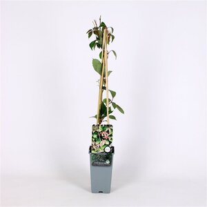 Parthenocissus henryana 70 cm vierkant 2L