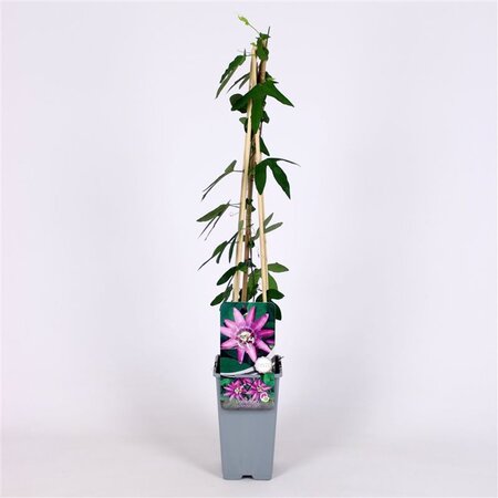 Passiflora 'Lavender Lady' 70 cm vierkant 2L