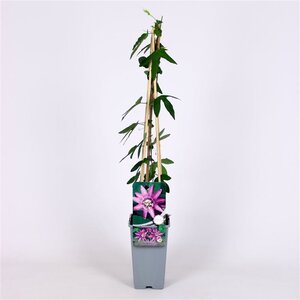 Passiflora 'Lavender Lady' 70 cm vierkant 2L