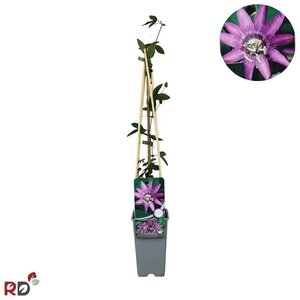 Passiflora 'Lavender Lady' 70 cm vierkant 2L - afbeelding 2