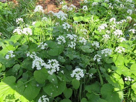 Pachyphragma macrophyllum geen maat specificatie 0,55L/P9cm - afbeelding 1