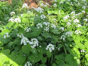 Pachyphragma macrophyllum geen maat specificatie 0,55L/P9cm - afbeelding 1