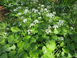 Pachyphragma macrophyllum geen maat specificatie 0,55L/P9cm - afbeelding 2