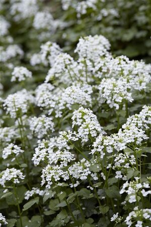 Pachyphragma macrophyllum geen maat specificatie 0,55L/P9cm - afbeelding 3