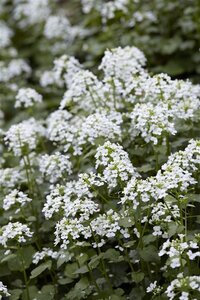 Pachyphragma macrophyllum geen maat specificatie 0,55L/P9cm - afbeelding 3