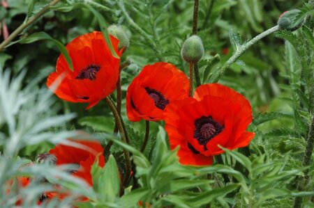 Papaver or. 'Beauty of Livermere' geen maat specificatie 0,55L/P9cm