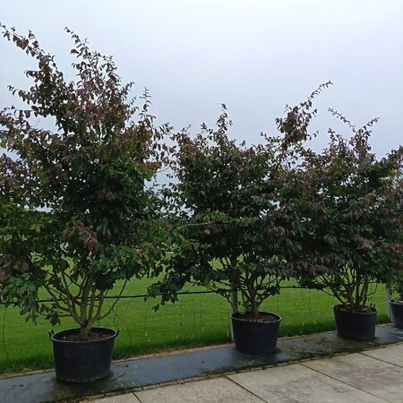 Parrotia persica 'Bella' 250-300 cm container multi-stem