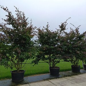 Parrotia persica 'Bella' 250-300 cm container multi-stem