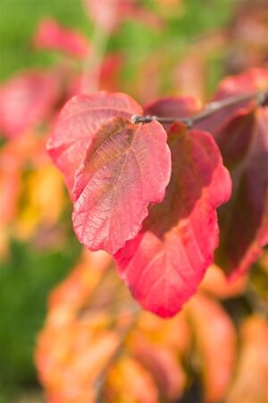 Parrotia persica 100-125 cm container - afbeelding 6