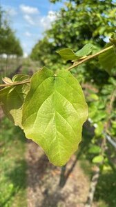 Parrotia persica 10-12 Hoogstam draadkluit - afbeelding 2