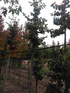 Parrotia persica 10-12 Hoogstam met kluit