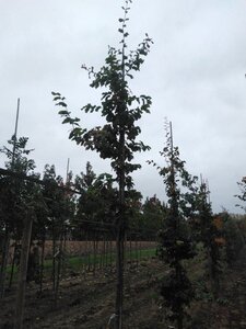 Parrotia persica 12-14 Hoogstam draadkluit 2 X verplant