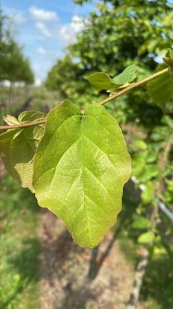 Parrotia persica 12-14 Hoogstam draadkluit 2 X verplant - afbeelding 2