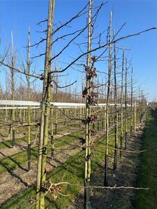 Parrotia persica 12-14 Hoogstam draadkluit 2 X verplant - afbeelding 3