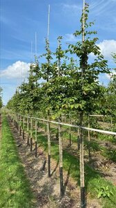 Parrotia persica 12-14 Hoogstam draadkluit 2 X verplant - afbeelding 4