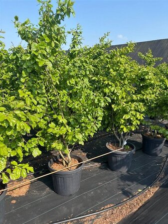 Parrotia persica 150-175 cm cont. 50L