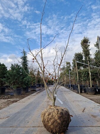 Parrotia persica 150-175 cm draadkluit meerstammig - afbeelding 2