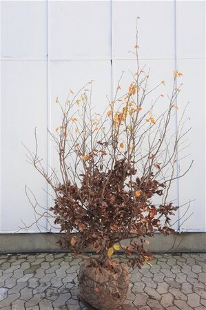 Parrotia persica 150-175 cm draadkluit meerstammig - afbeelding 3