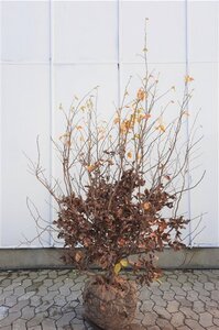 Parrotia persica 150-175 cm draadkluit meerstammig - afbeelding 3