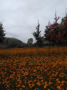 Parrotia persica 16-18 Hoogstam draadkluit 3 X verplant