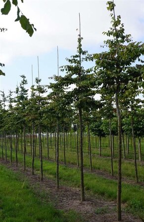 Parrotia persica 16-18 Hoogstam draadkluit 3 X verplant - afbeelding 2