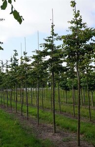 Parrotia persica 16-18 Hoogstam draadkluit 3 X verplant - afbeelding 2