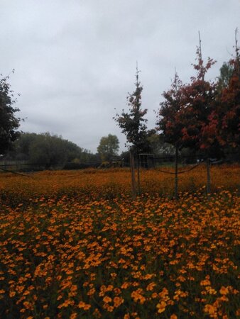 Parrotia persica 16-18 STA WRB 3 X V - image 1