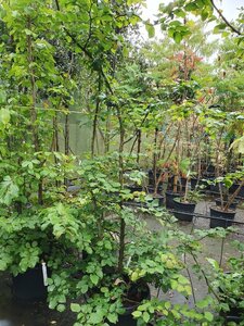 Parrotia persica 175-200 cm container - afbeelding 6