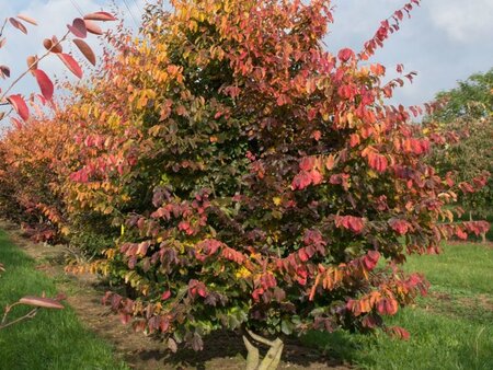 Parrotia persica 175-200 cm container - afbeelding 14