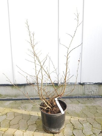 Parrotia persica 175-200 cm container - afbeelding 5