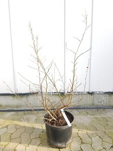 Parrotia persica 175-200 cm container - afbeelding 5