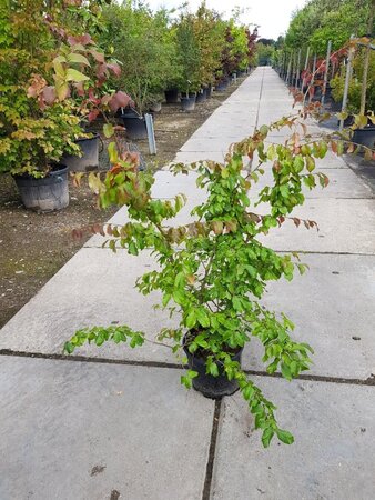 Parrotia persica 175-200 cm container - afbeelding 4