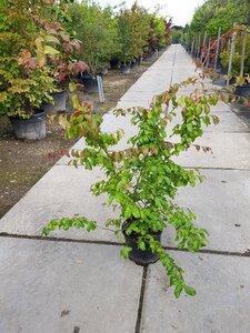 Parrotia persica 175-200 cm container - afbeelding 4