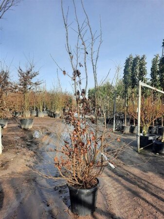 Parrotia persica 175-200 cm container - afbeelding 7