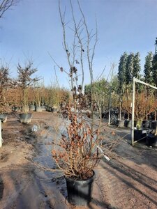 Parrotia persica 175-200 cm container - afbeelding 7