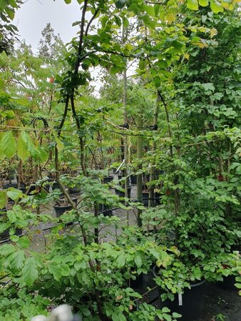 Parrotia persica 175-200 cm container - afbeelding 3