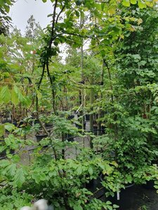 Parrotia persica 175-200 cm container - afbeelding 3