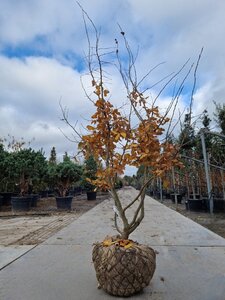 Parrotia persica 200-250 cm draadkluit meerstammig