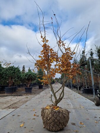 Parrotia persica 200-250 cm draadkluit meerstammig - afbeelding 2