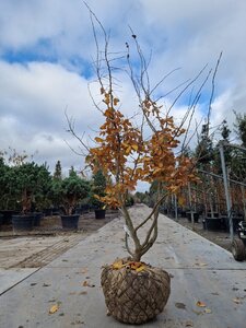 Parrotia persica 200-250 cm draadkluit meerstammig - afbeelding 2