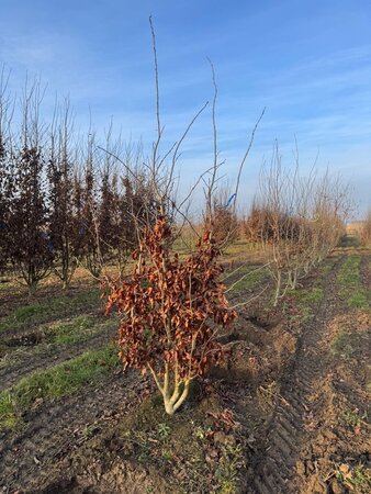 Parrotia persica 200-250 cm draadkluit meerstammig - afbeelding 4